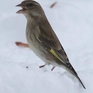 European Greenfinch