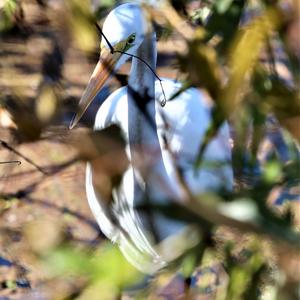 Great Egret