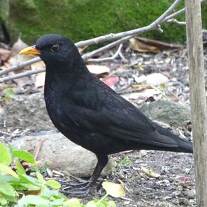 Eurasian Blackbird