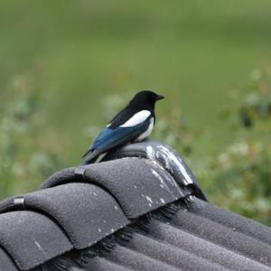 Black-billed Magpie