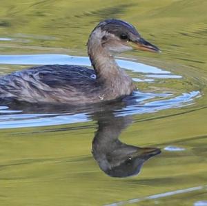 Little Grebe