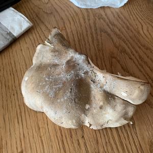 Oyster Mushroom