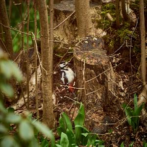 Great Spotted Woodpecker