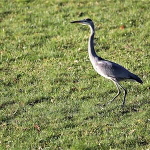 Grey Heron