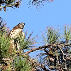 Rotschwanzbussard