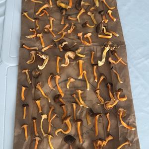 Trumpet Chanterelle