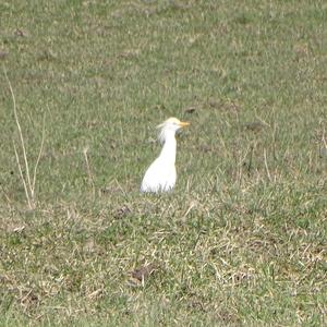 Cattle Egret