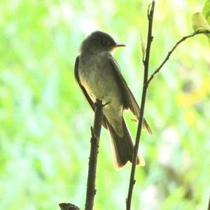 Tropical Pewee