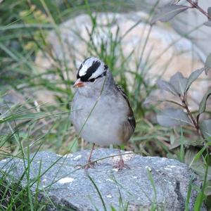 White-crowned Sparrow