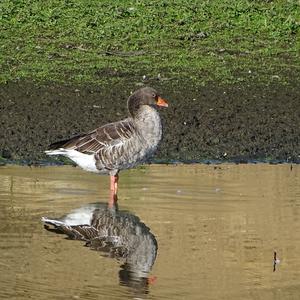 Greylag Goose