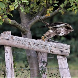 Common Buzzard