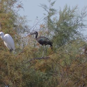 Glossy Ibis