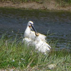 Eurasian Spoonbill