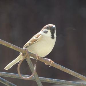 Eurasian Tree Sparrow