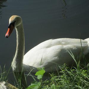 Mute Swan