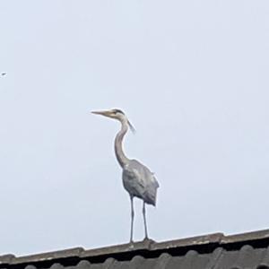 Grey Heron