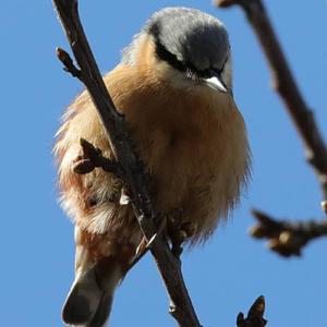 Wood Nuthatch