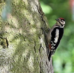 Great Spotted Woodpecker