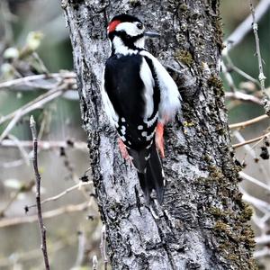 Great Spotted Woodpecker