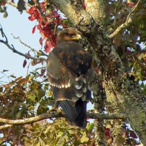 Lesser Spotted Eagle