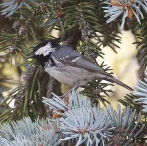 Coal Tit