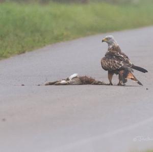 Red Kite