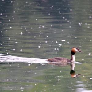 Great Crested Grebe