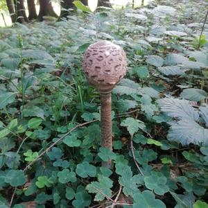 Unknown Species