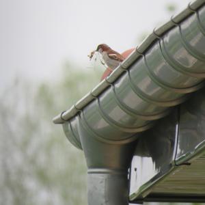 House Sparrow