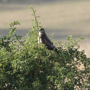 Common Buzzard