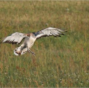 Great Bustard