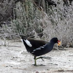 Common Moorhen