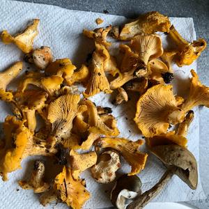 Chanterelle, Common