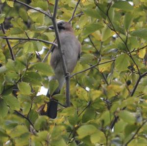 Eurasian Jay