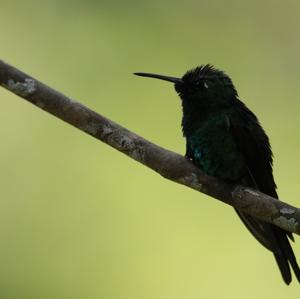 Cuban Emerald