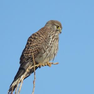 Common Kestrel