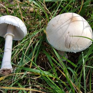 Leucoagaricus holosericeus