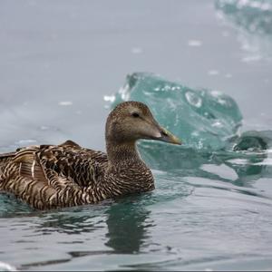 Common Eider