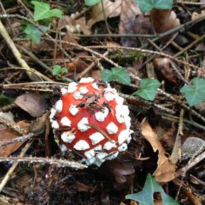 Fly Agaric