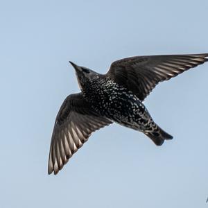 Song Thrush