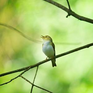 Wood Warbler