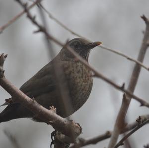 Eurasian Blackbird