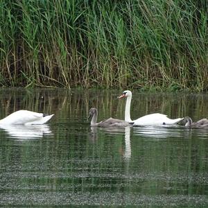 Mute Swan