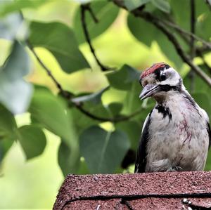 Great Spotted Woodpecker