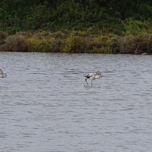 Greater Flamingo