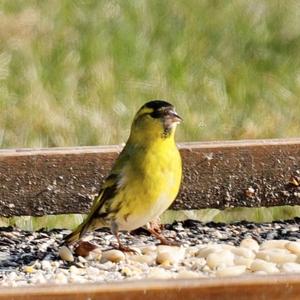 Eurasian Siskin