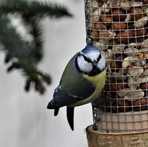 Blue Tit