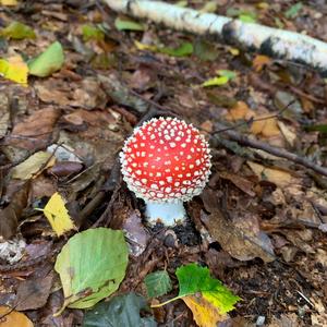 Fly Agaric