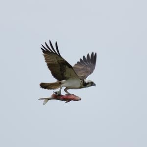 Osprey