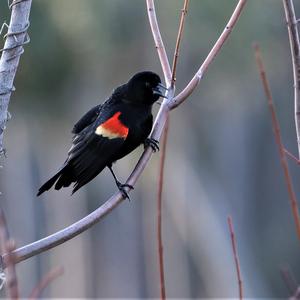 Red-winged Blackbird